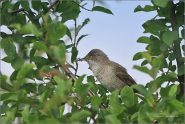 <p>PĚNICE VLAŠSKÁ (Sylvia nisoria) /Berred warbler - Sperbergerasmücke/</p>